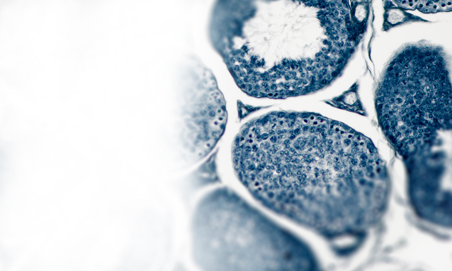 Histologie | Pathologie Trier