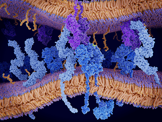 Immunhistochemie