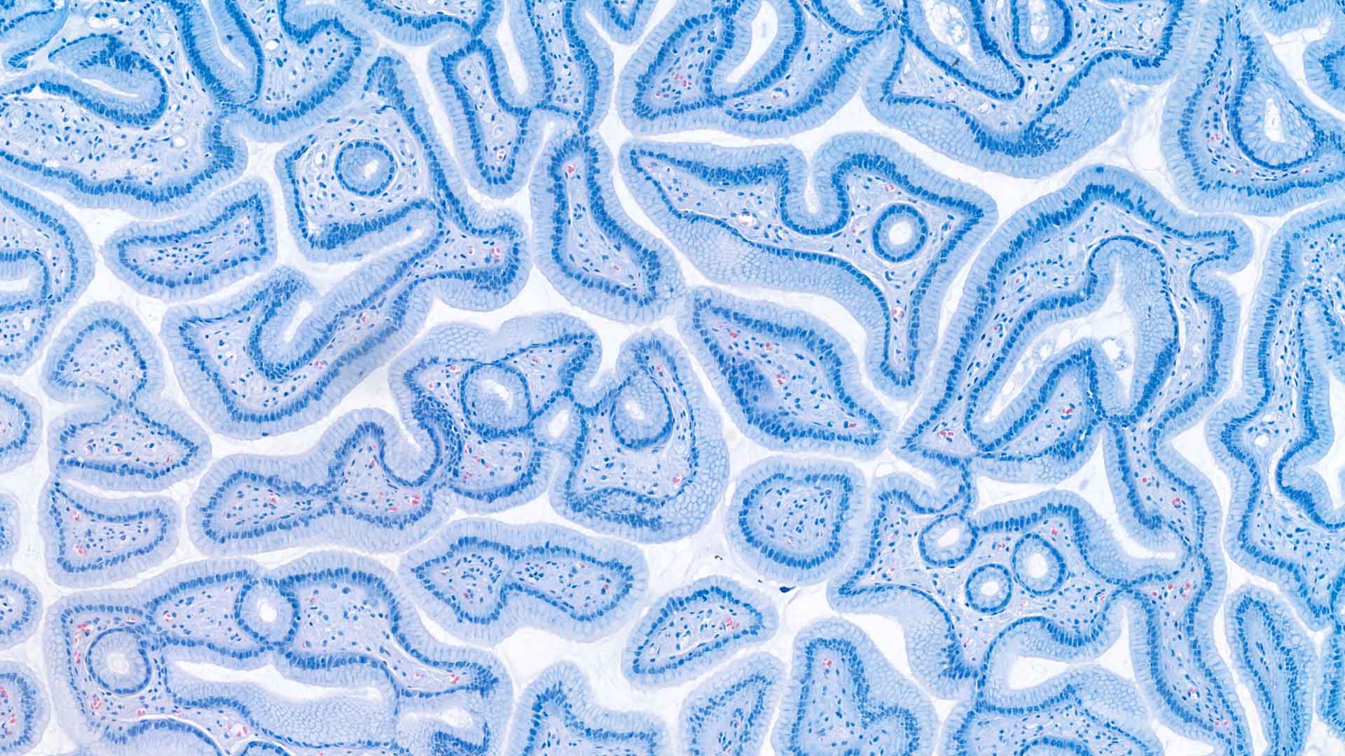 2610 Histologie Site Image 1920X1080