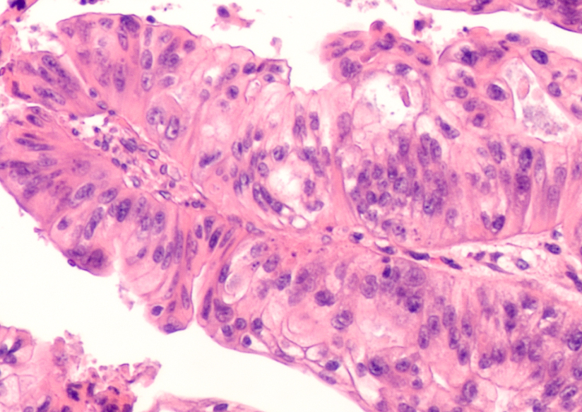 Histologische Mikroskopansicht