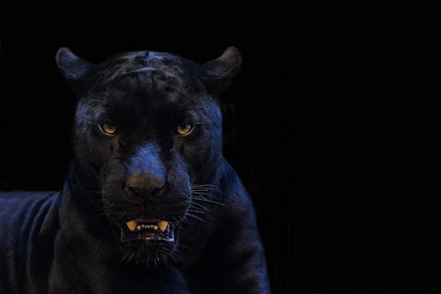 Schwarzer Panther